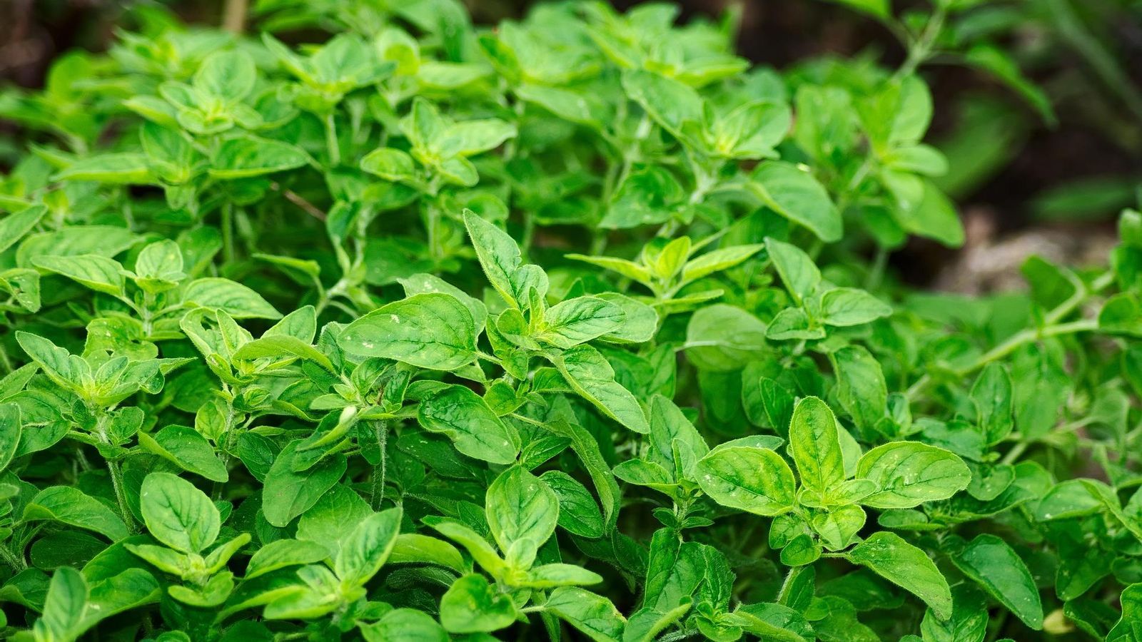 Planta de orégano Planta de orégano