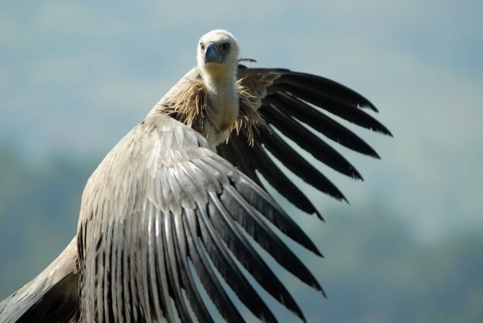 Los buitres son necesarios para la integridad de los ecosistemas