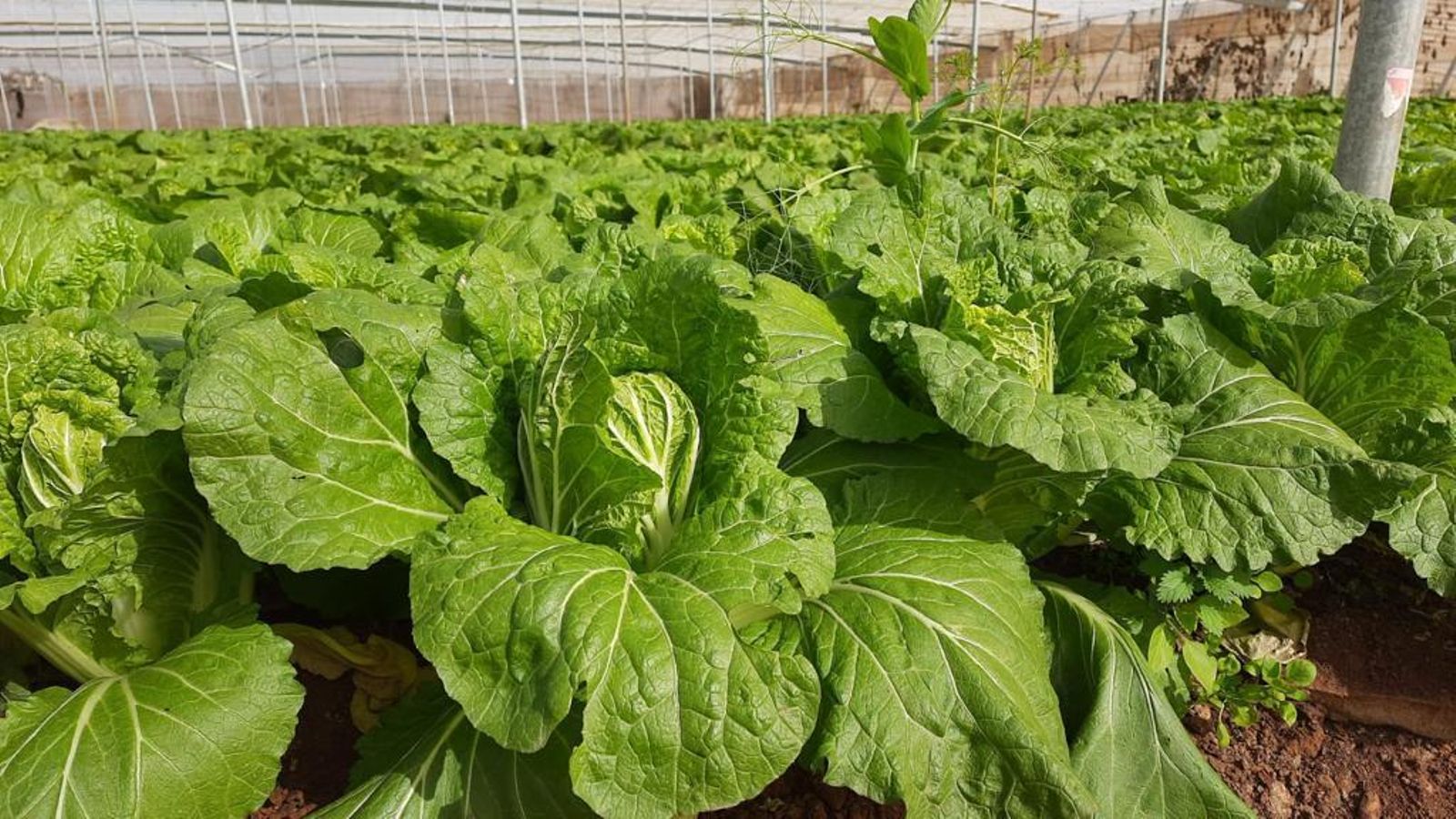 Cultivo de col china ecológica de Campojoyma