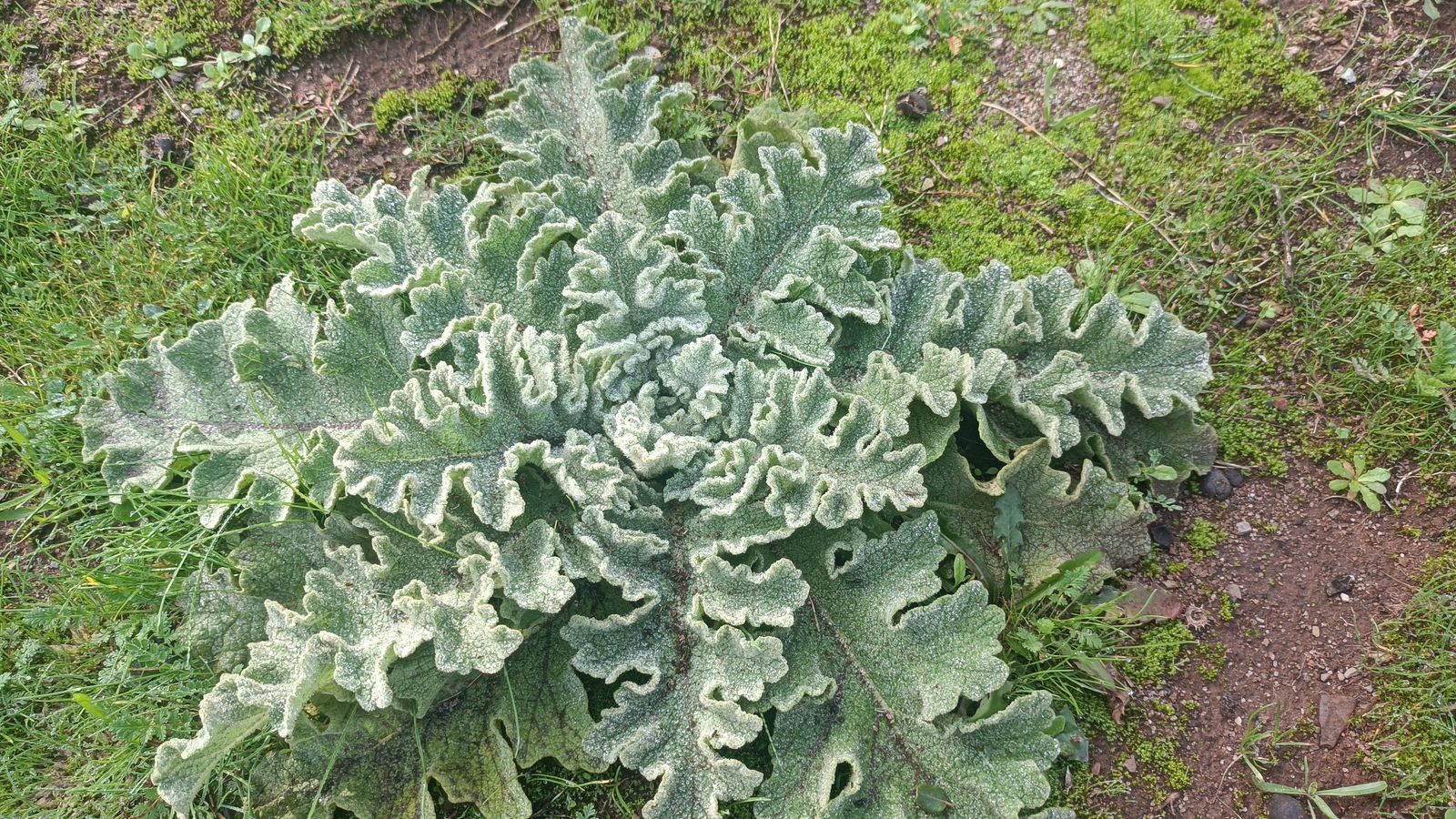 Si hace frío, es habitual ver la escarcha sobre la vegetación.