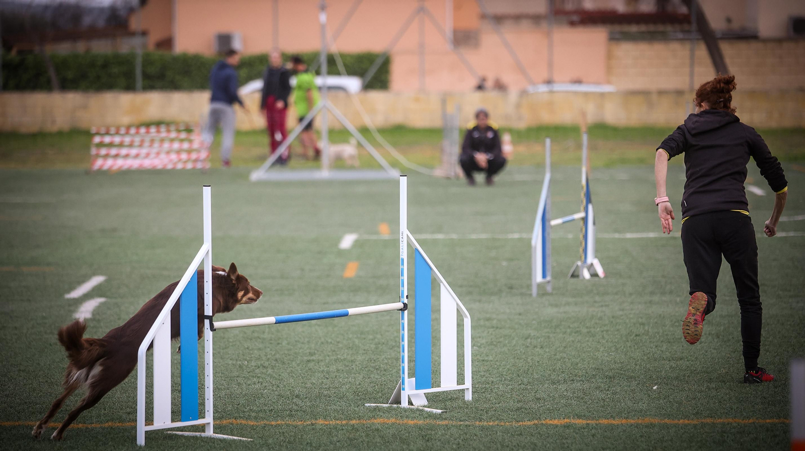 Habilidad canina en la prueba puntuable para el Campeonato de España de 'Agility' celebrado en Jerez Espectaculares las pruebas de disciplina canina puntuables para el Campeonato de España de Agility