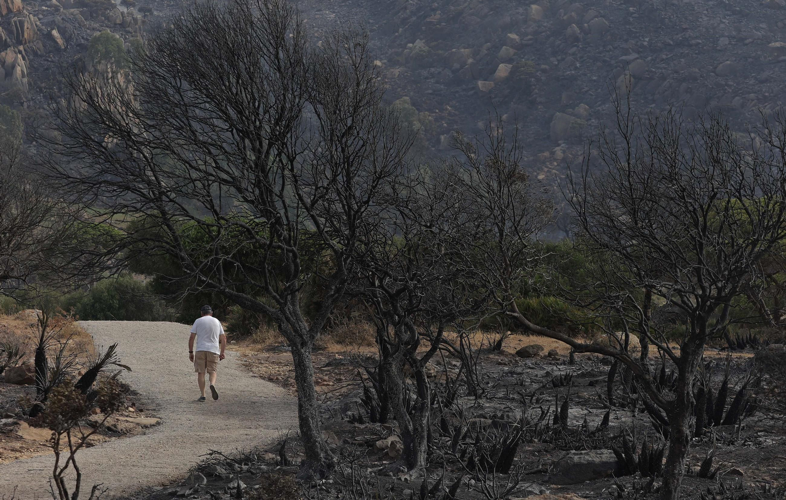 Un paraje, completamente calcinado por el incendio en Tarifa.