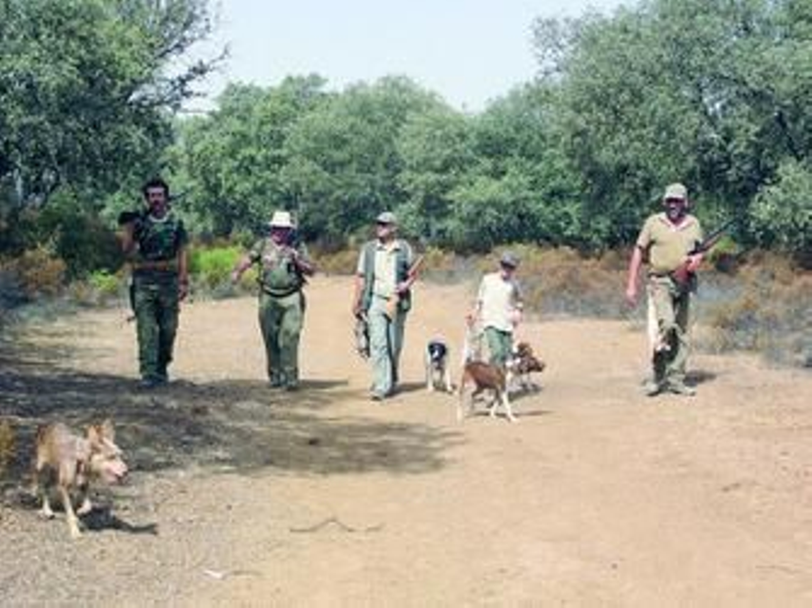 Un grupo de cazadores participa en una jornada de caza en un coto de la provincia.