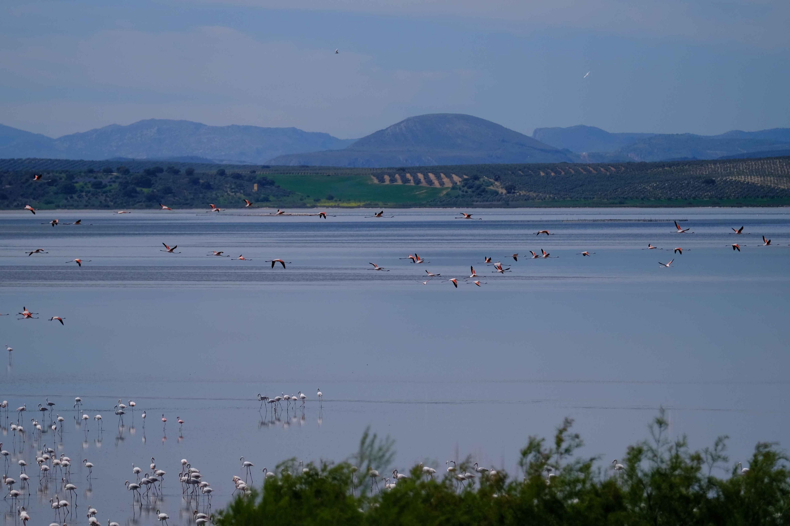 Miles de flamencos llegan a Fuente de Piedra tras las lluvias, en fotos.