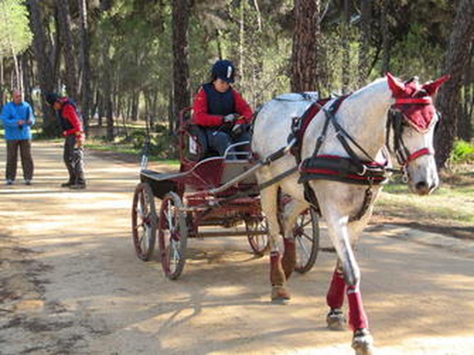 1. La joven Ana Muñoz acabó sexta en limoneras y no acabó muy contenta con su actuacción. 2. Juan Robles Marchena volvió a imponerse ayer en cuartas. 3. Jorge Antonio Muñoz, en troncos, estuvo muy cerca de los primeros puestos y acabó en quinto lugar. 4. El catalán Moner se dispone a entrar en la ría con sus cuatro caballos.  5. El veterinario del Campeonato tomando las pulsaciones en el control veterinario. 6. Los arreos tienen que estar en perfectas condiciones para competir. 7. El onubense Manolo Díaz en la ría. 8. Miguel Gutierrez sorteando uno de los obstáculos.