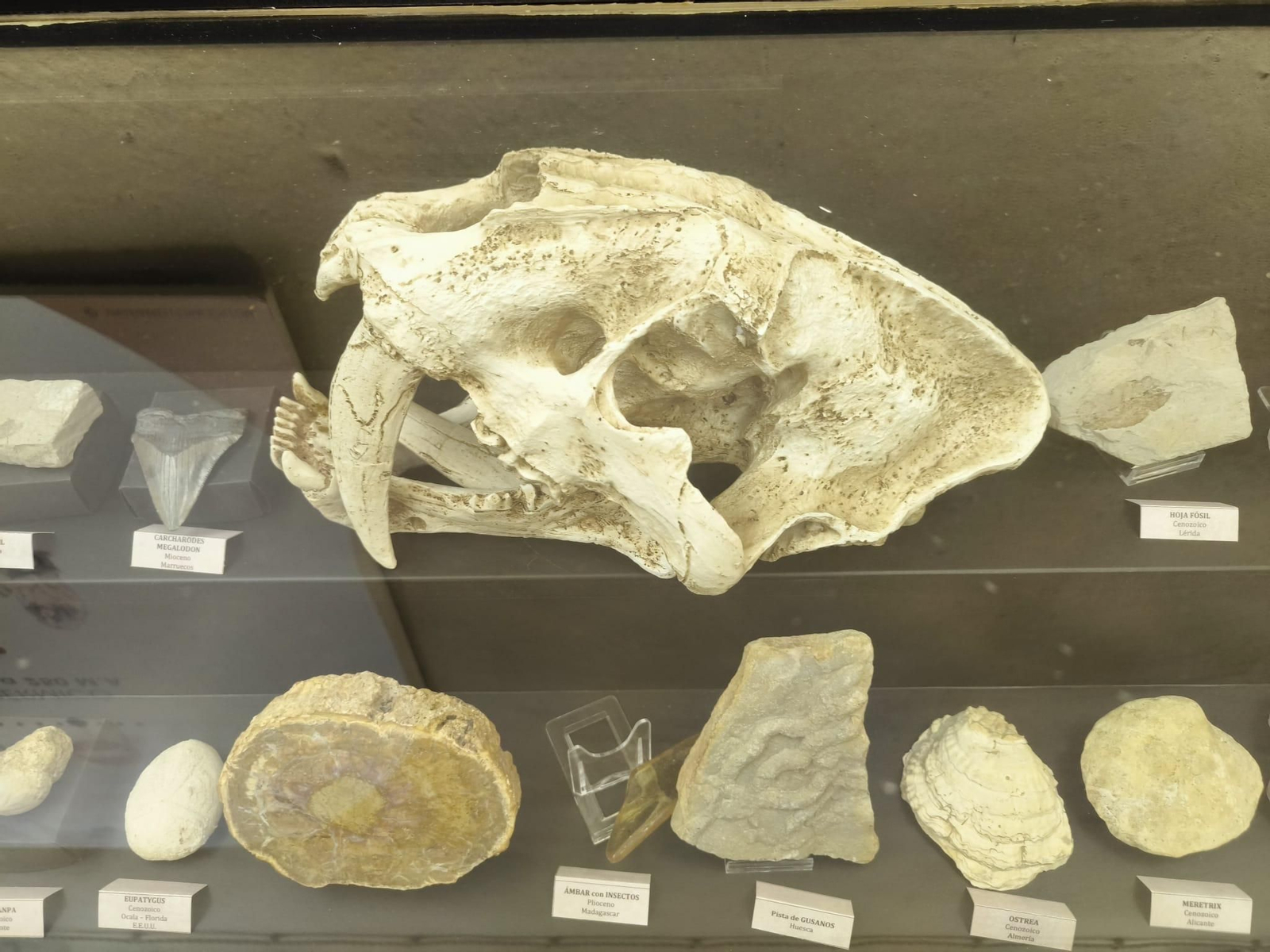 Así es el nuevo museo que acaba de abrir en Aracena: Está a los pies del castillo y tiene una sala única en Europa Así es el nuevo museo que acaba de abrir en Aracena: Está a los pies del castillo y tiene una sala única en Europa
