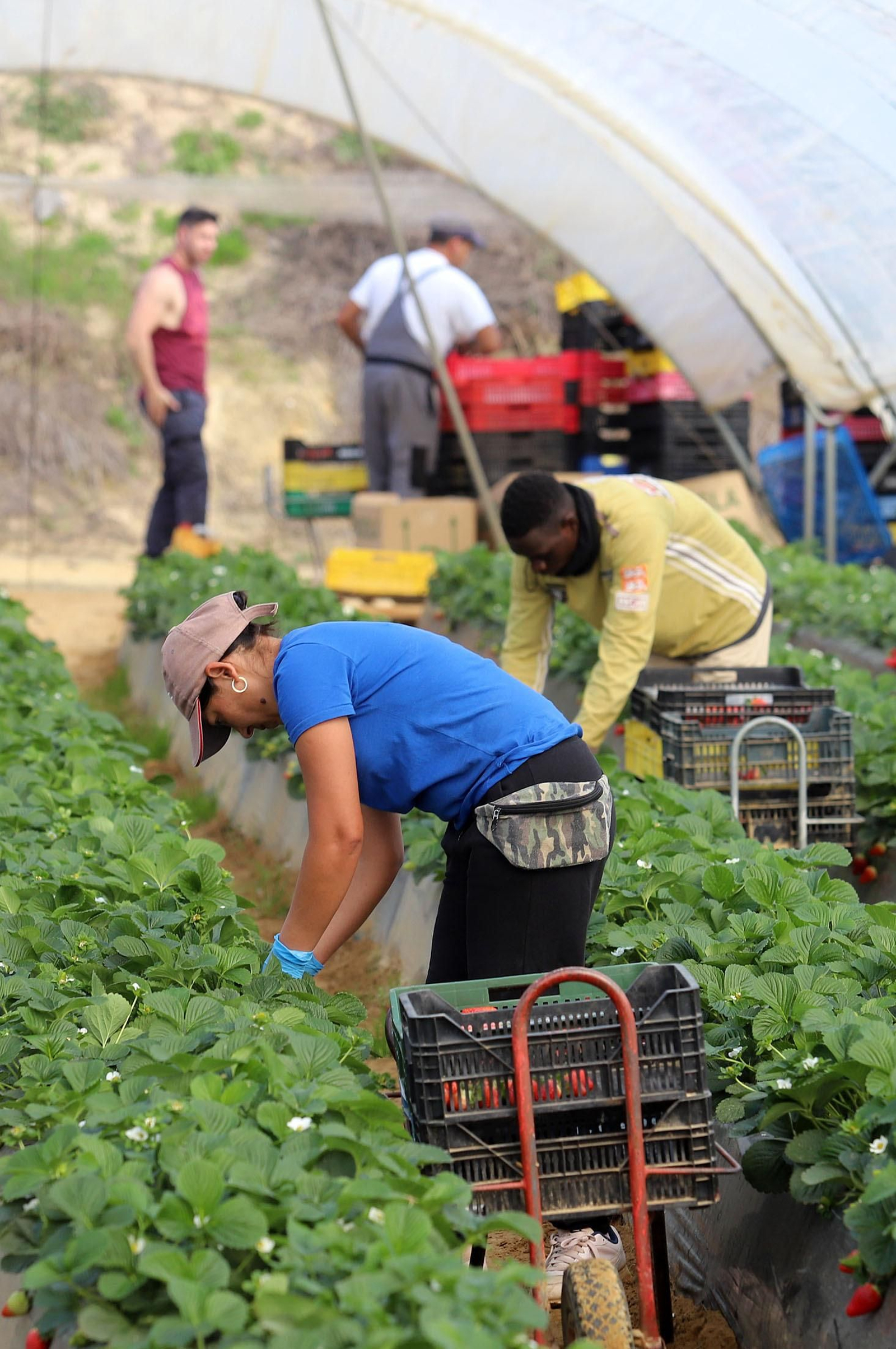 Imágenes de la realidad del trabajo en el campo