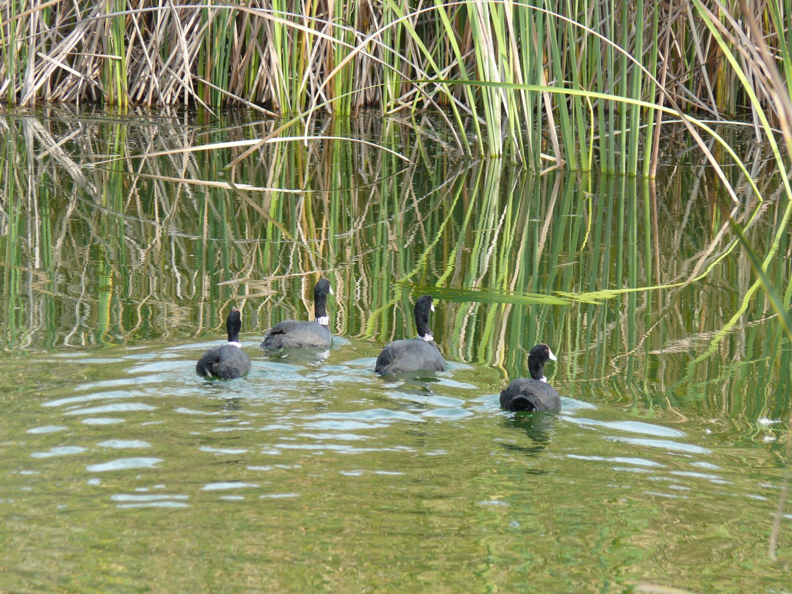 Las imágenes de la suelta de fochas cornudas y porrones pardos