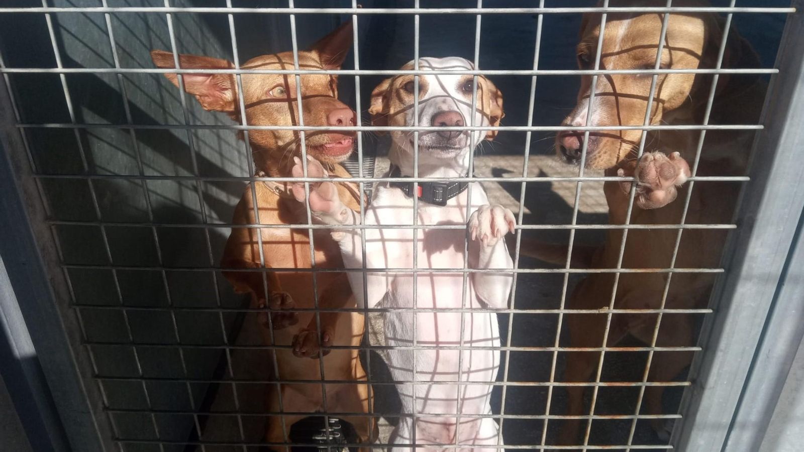 Una jaula de perros.