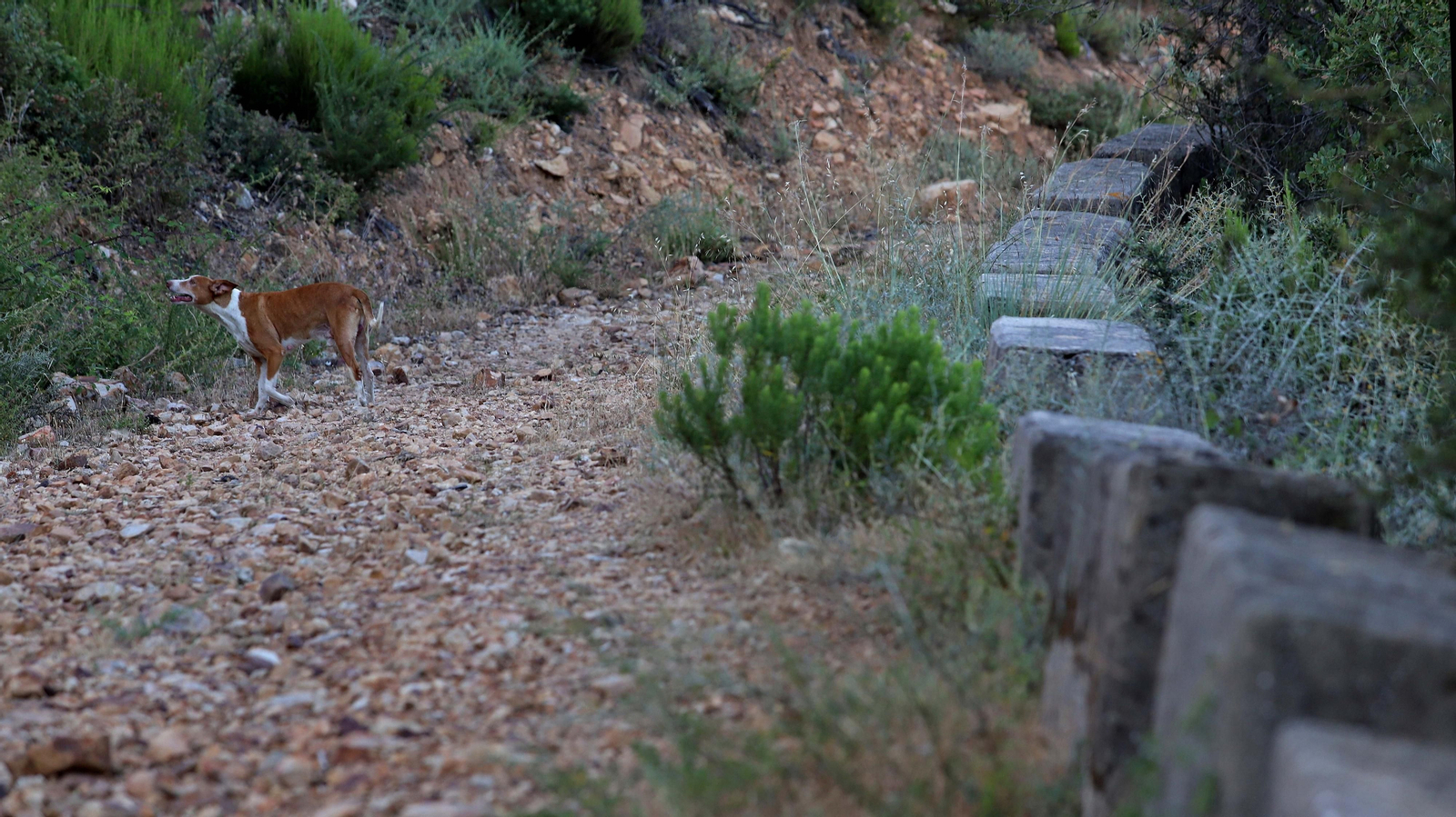Las mejores fotos de la Senda de los Prisioneros en Algeciras