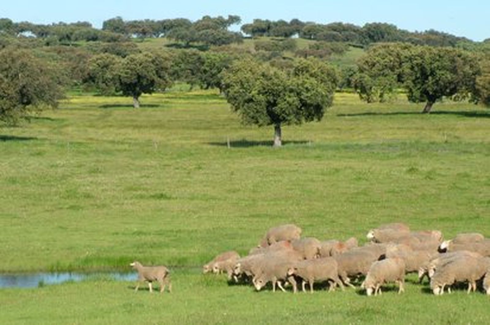 Rebaño de ovejas en campos de dehesa.