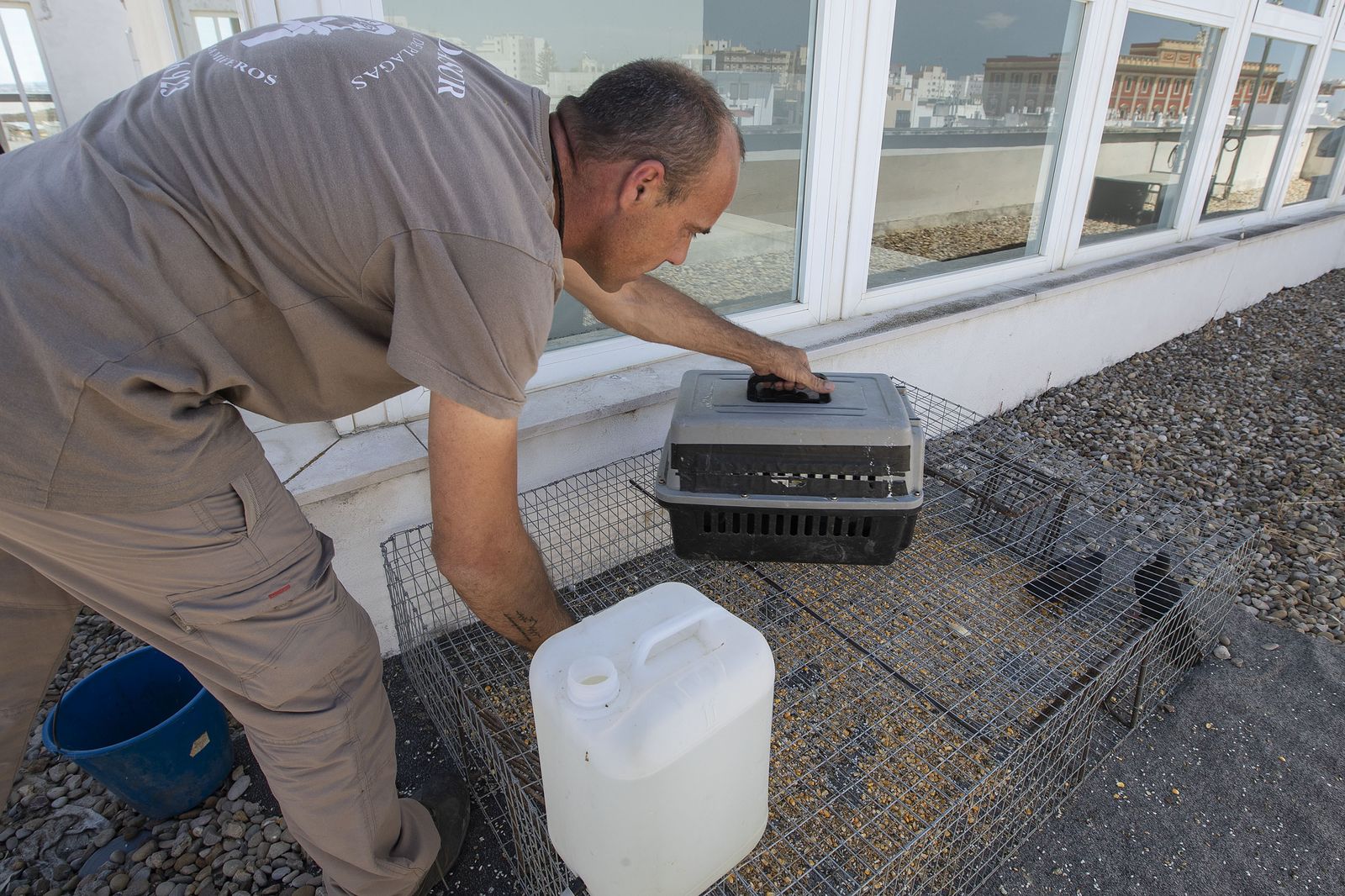 Captura de palomas con jaulas con cebo en las azoteas de instalaciones municipales.