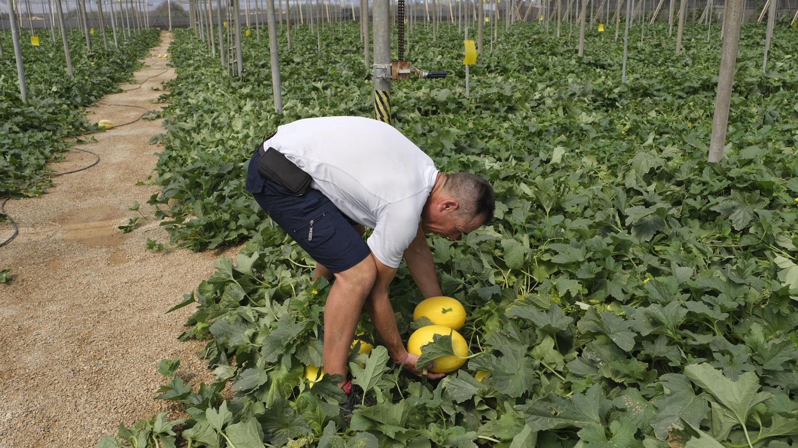 David Gómez cortando melón amarillo en su finca en La Mojonera