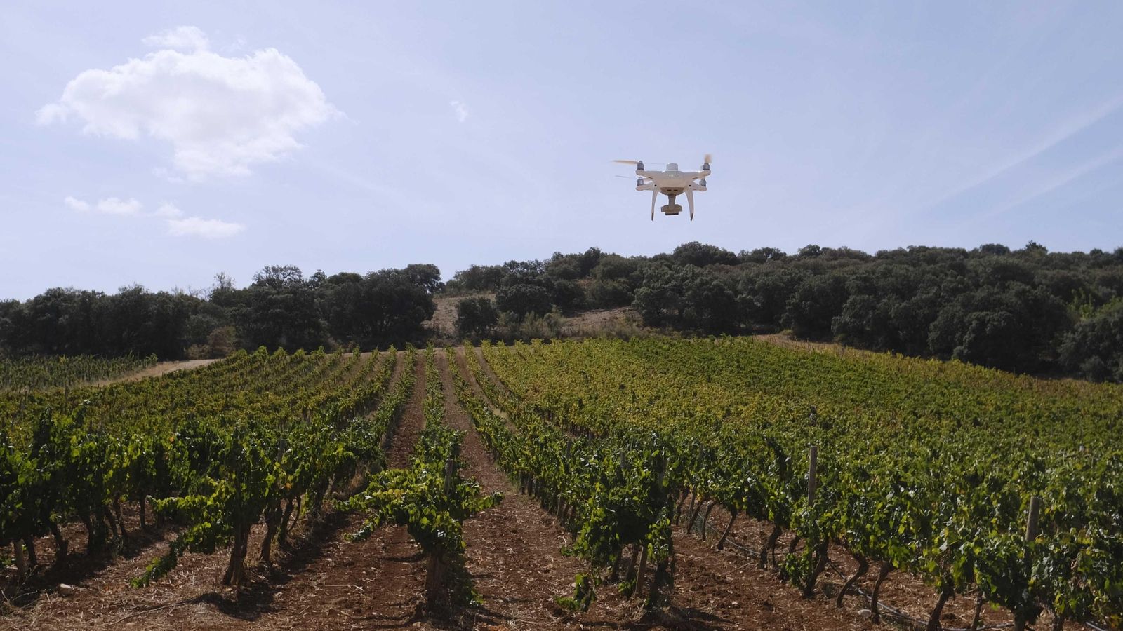 Los drones permiten obtener datos de la parte superior de las plantas.