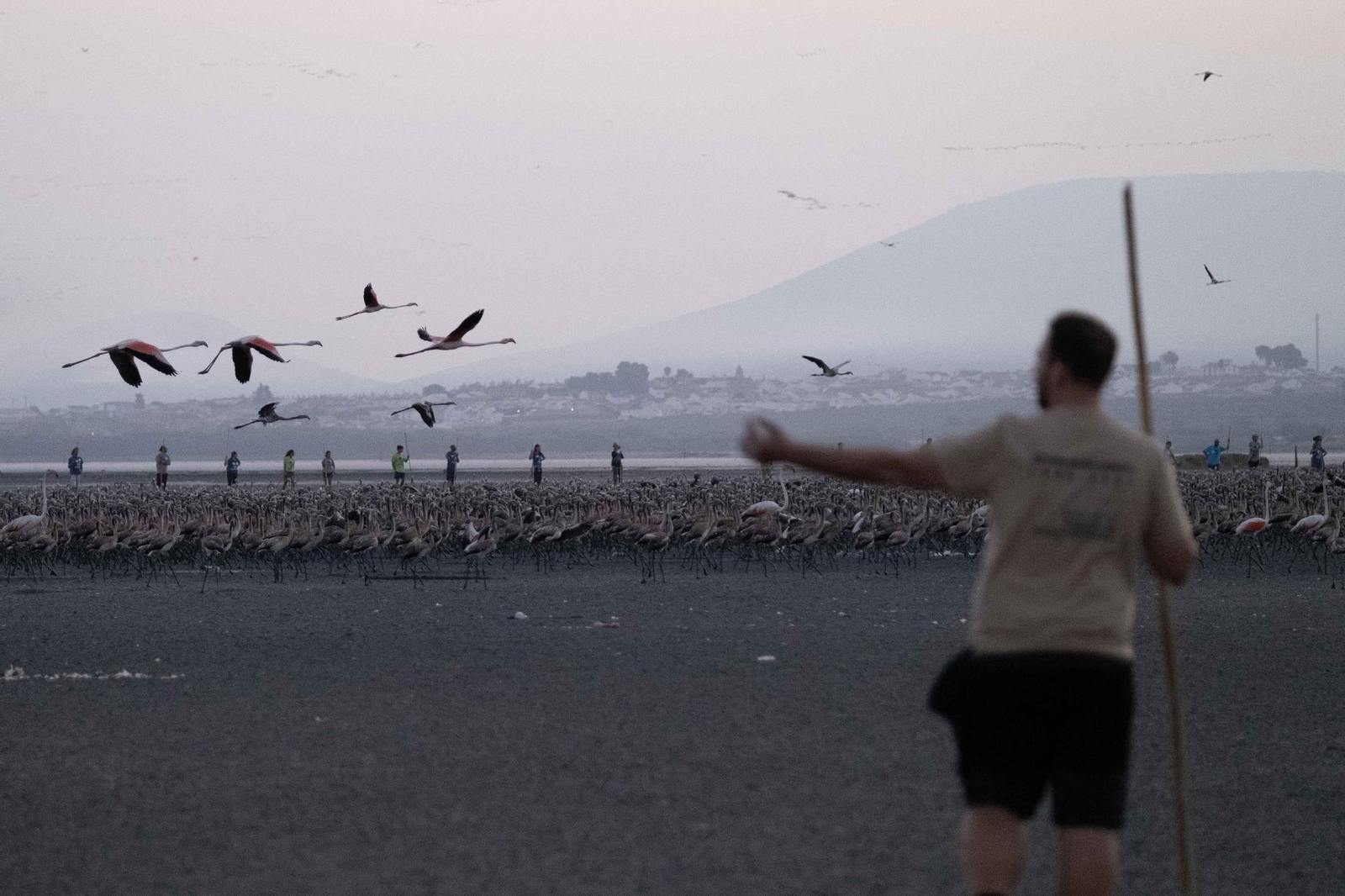 Anillamiento de flamencos en la Laguna de Fuente de Piedra, en imágenes
