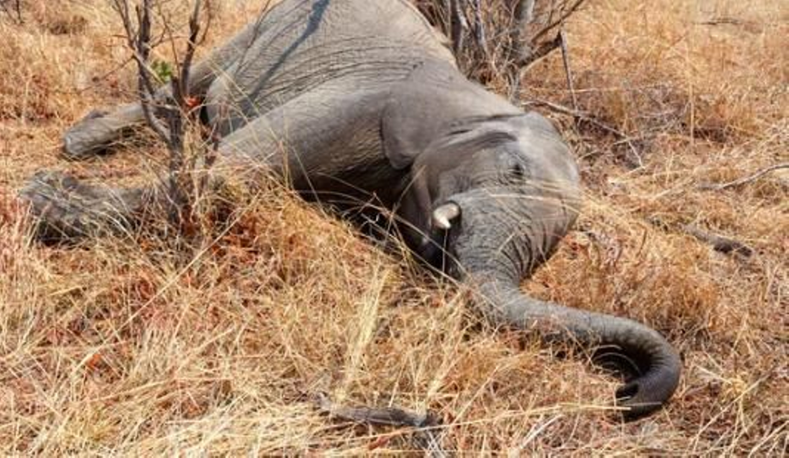 Mueren más de 1200 animales en Kenia por la sequía