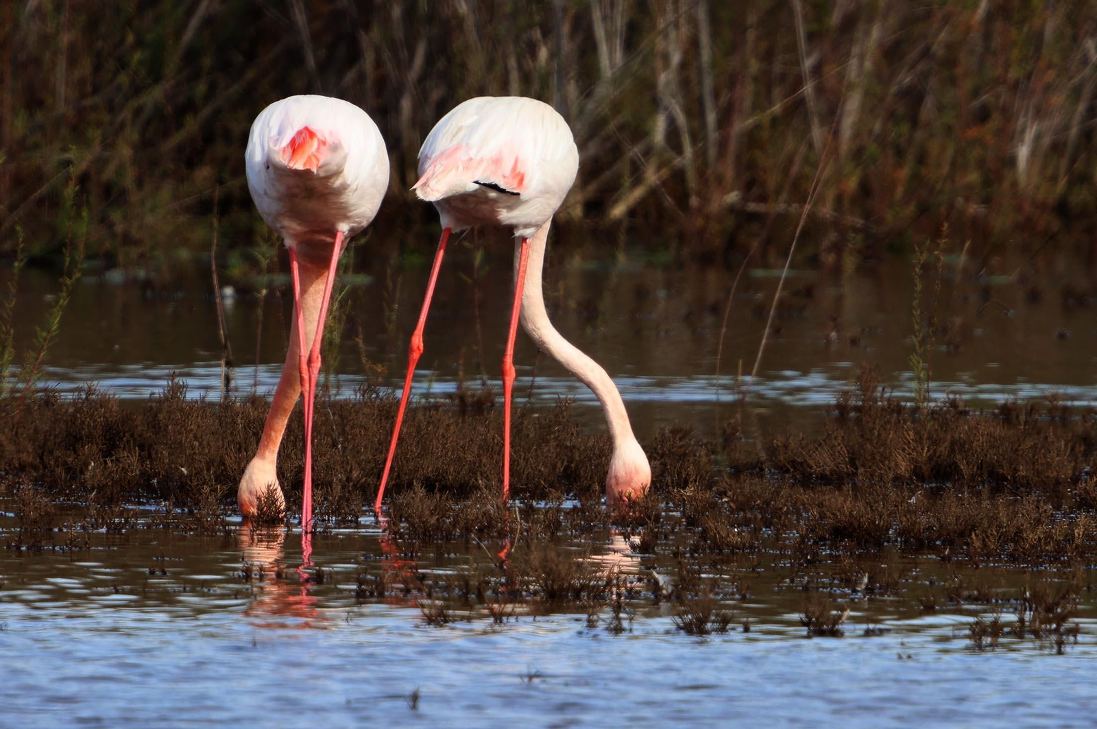 Imágenes de Marismas del Odiel, un Paraje Natural en la confluencia de las desembocaduras de los ríos Tinto y Odiel
