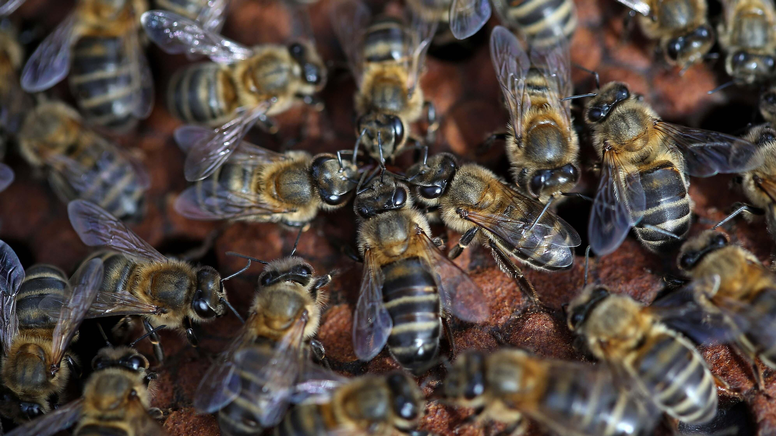El arte de la apicultura en Los Barrios