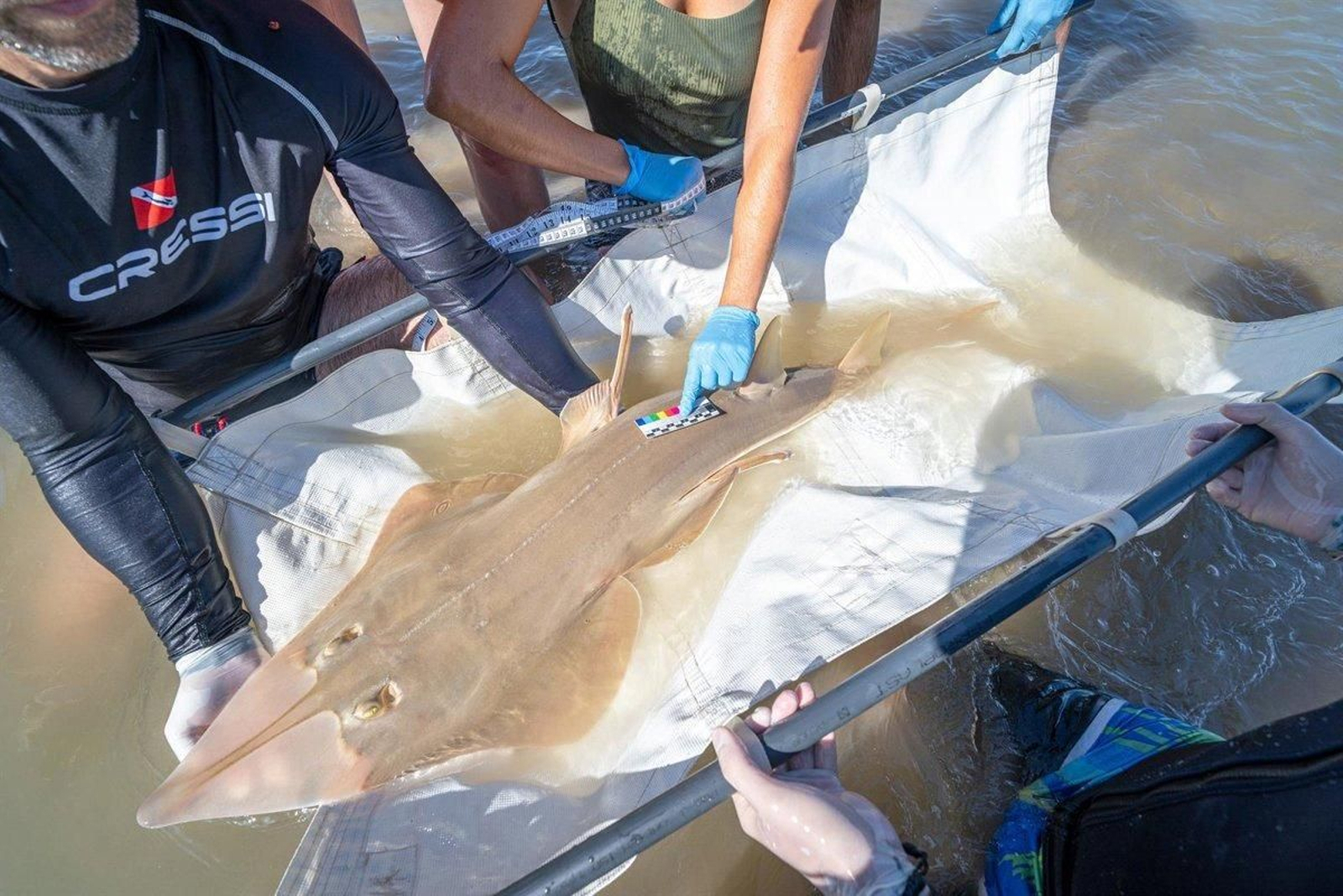 Un ejemplar de pez guitarra gigante, visto en las costas de Cádiz y Huelva.