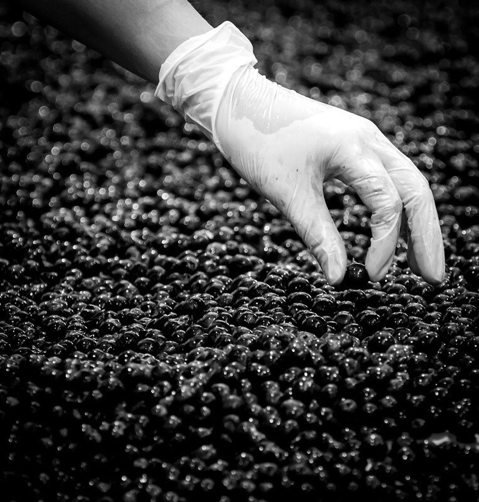 Ensayo con la uva en la primera fase de la ejecución del proyecto.