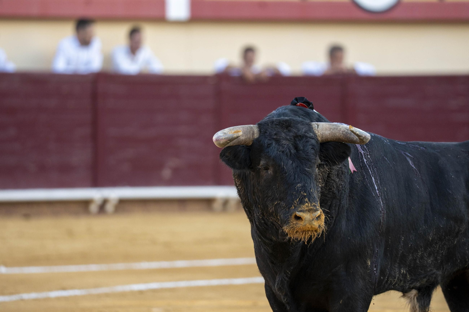 Las imágenes de los toros en Vera