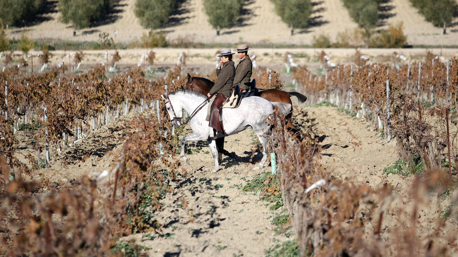 II Ruta Viñas de Jerez