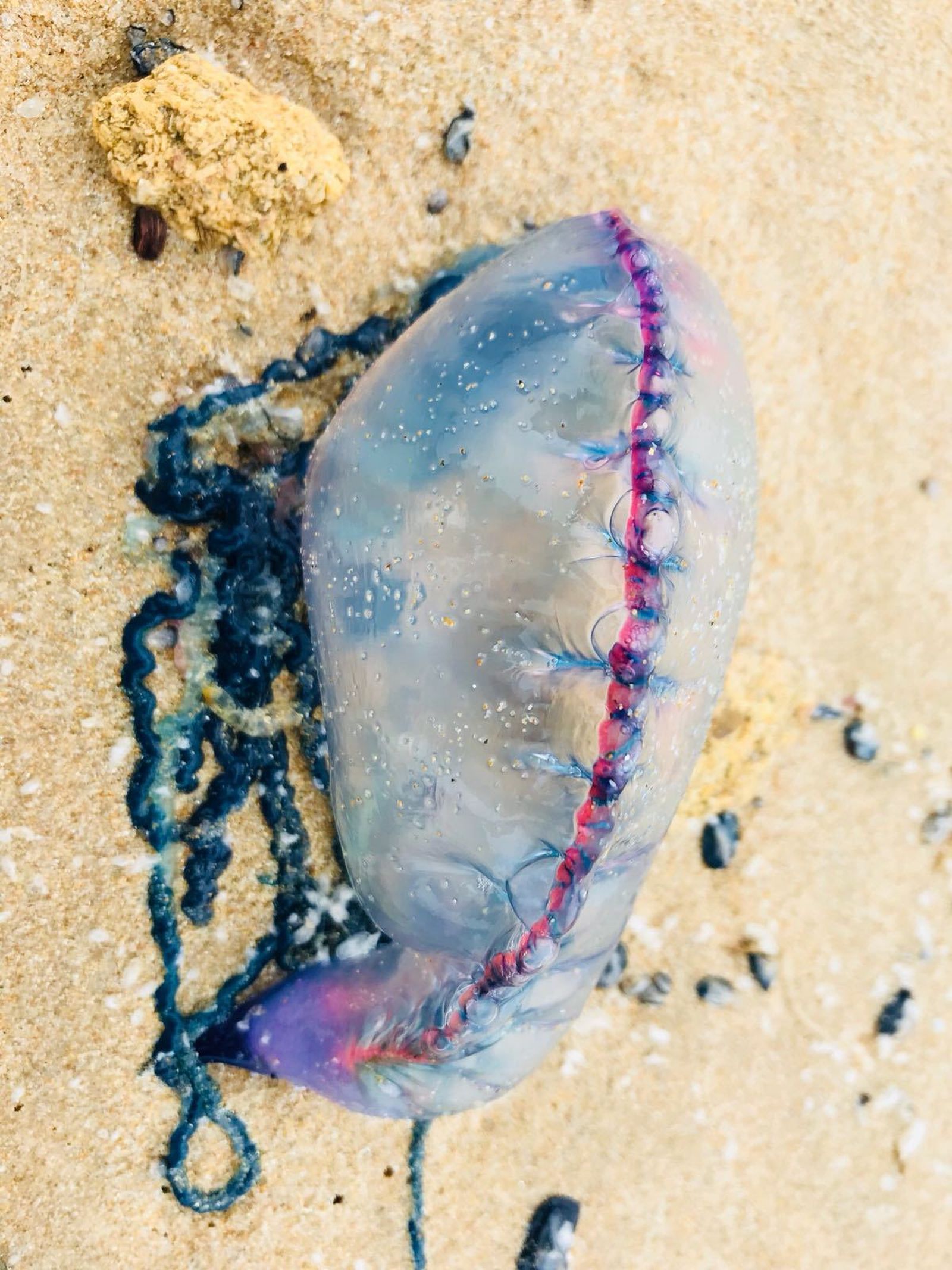 Una 'carabela portuguesa'.