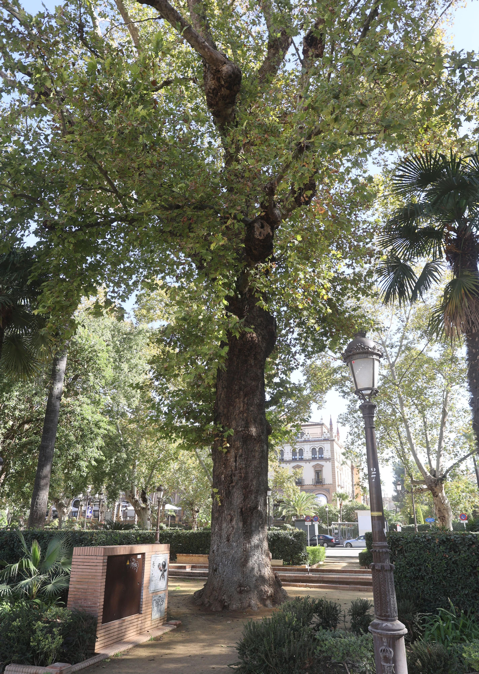 Los árboles más singulares del nuevo catálogo de Sevilla