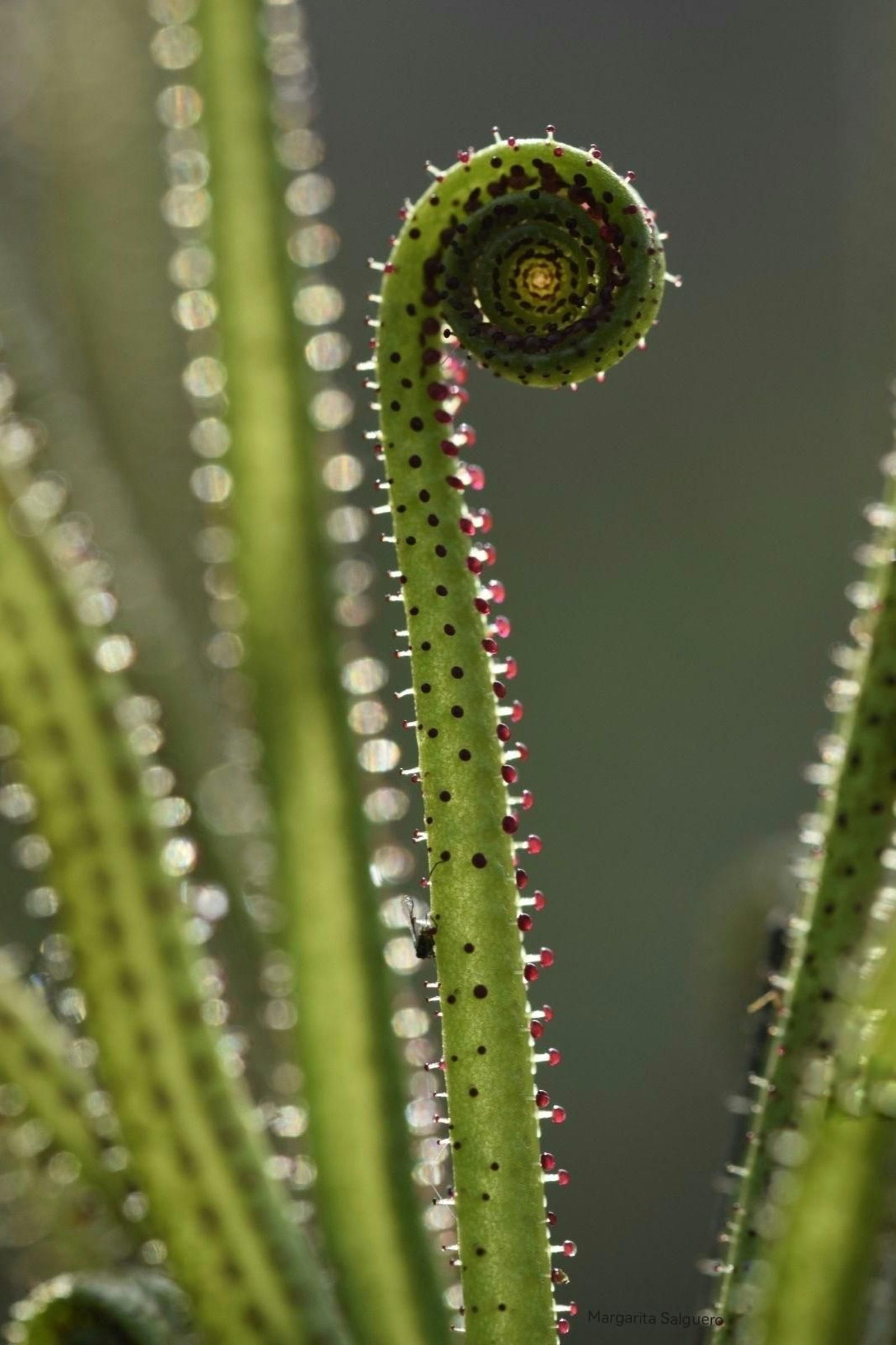 Fotos de la flora y fauna del Parque Natural de Los Alcornocales