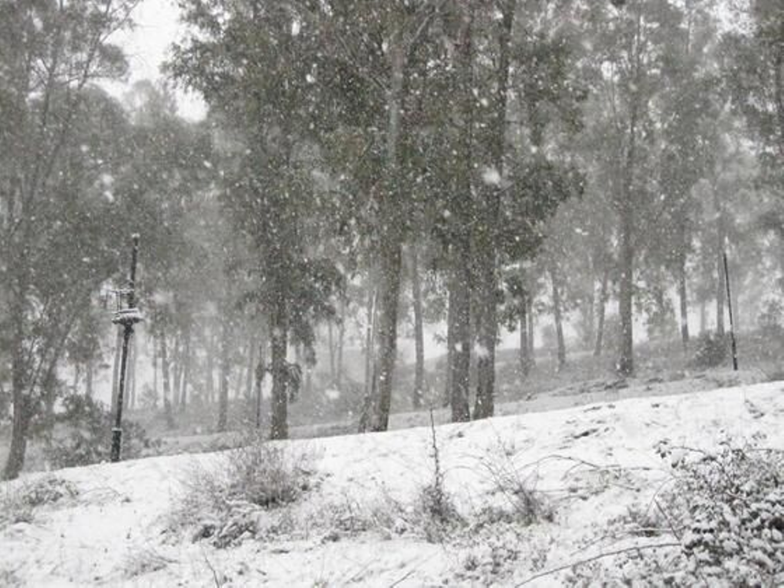 La subida al Castillo  de Constantina se cubrió rápidamente de nieve.

Foto: C. Valdivieso