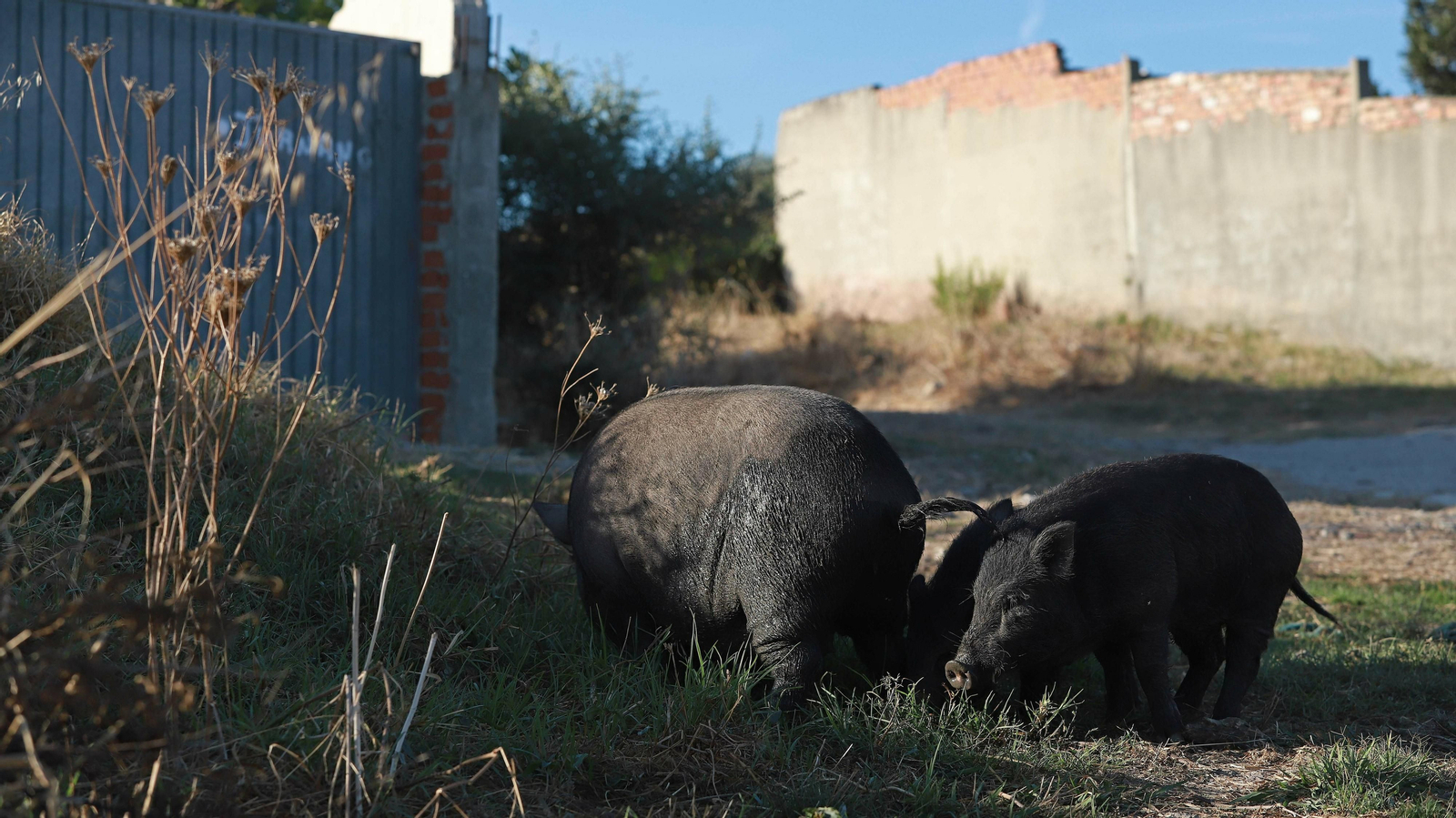 Cerdos vietnamitas en la barriada de Los Pastores