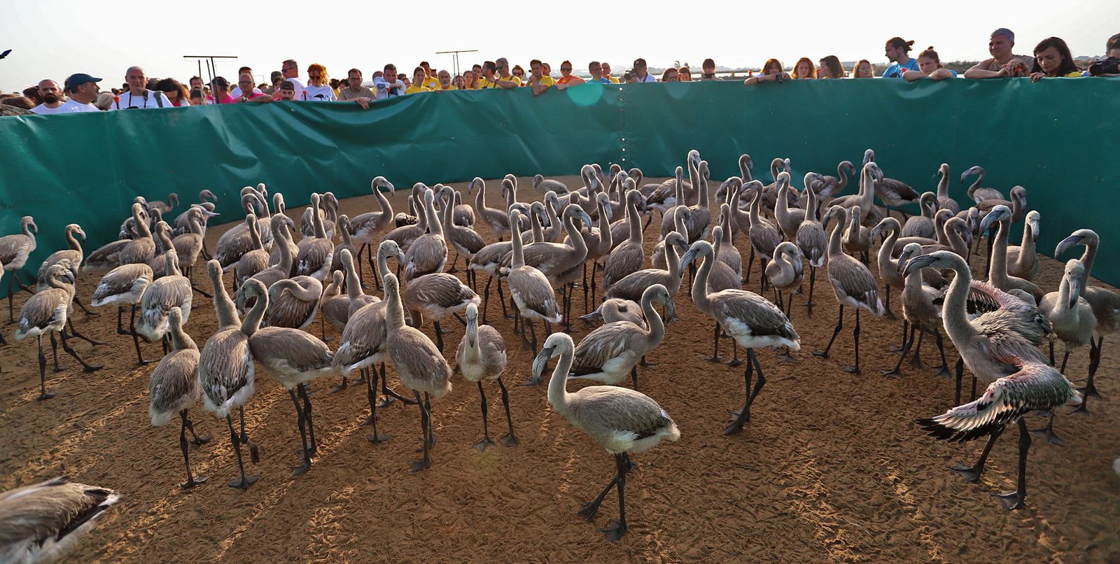 Imágenes del anillamiento de Flamencos en Marismas del Odiel