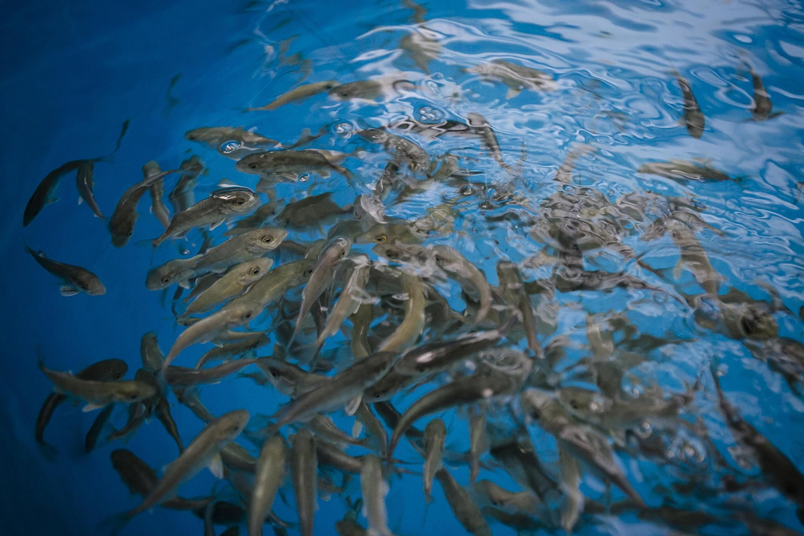 Juveniles de pez limón, una especie interesante por su rápido crecimiento.