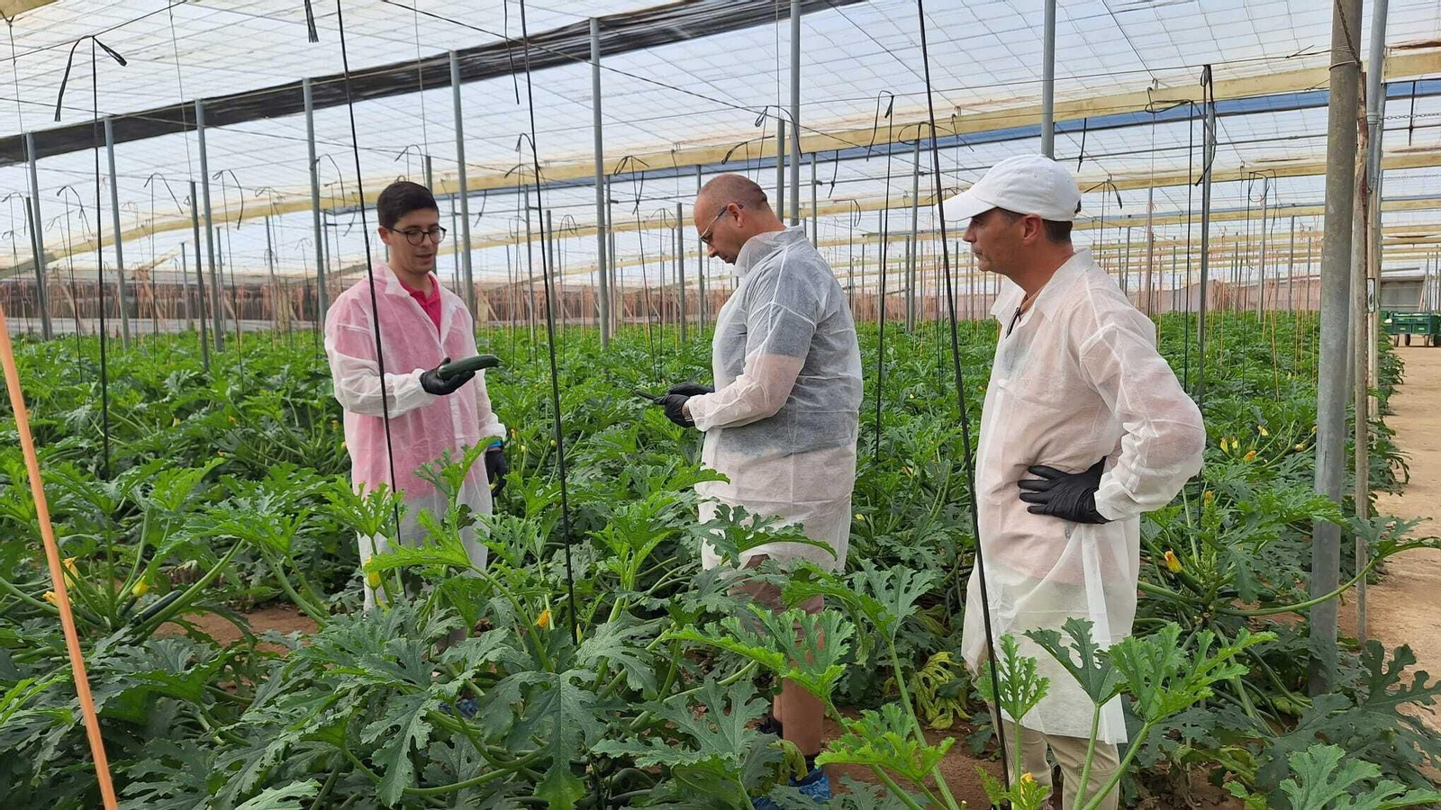 Cecilio muestra unos calabacines KAI, en la presentación del pasado martes en un invernadero del poniente.