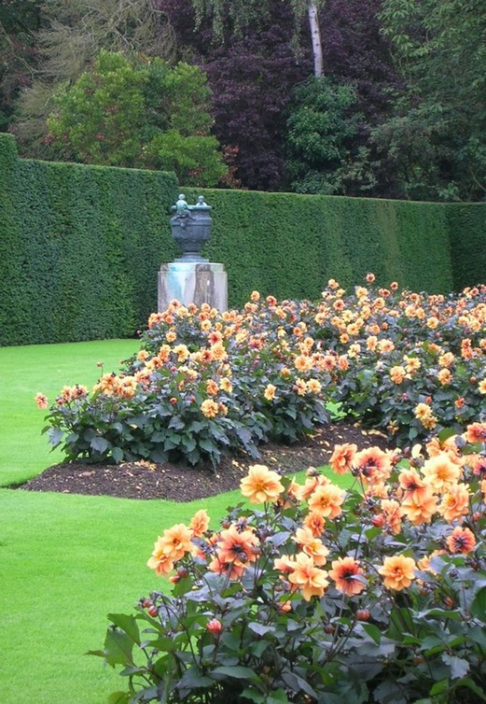 Un jardín de dalias.