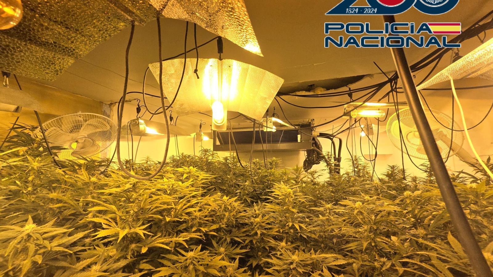 El cultivo en el interior de la vivienda.