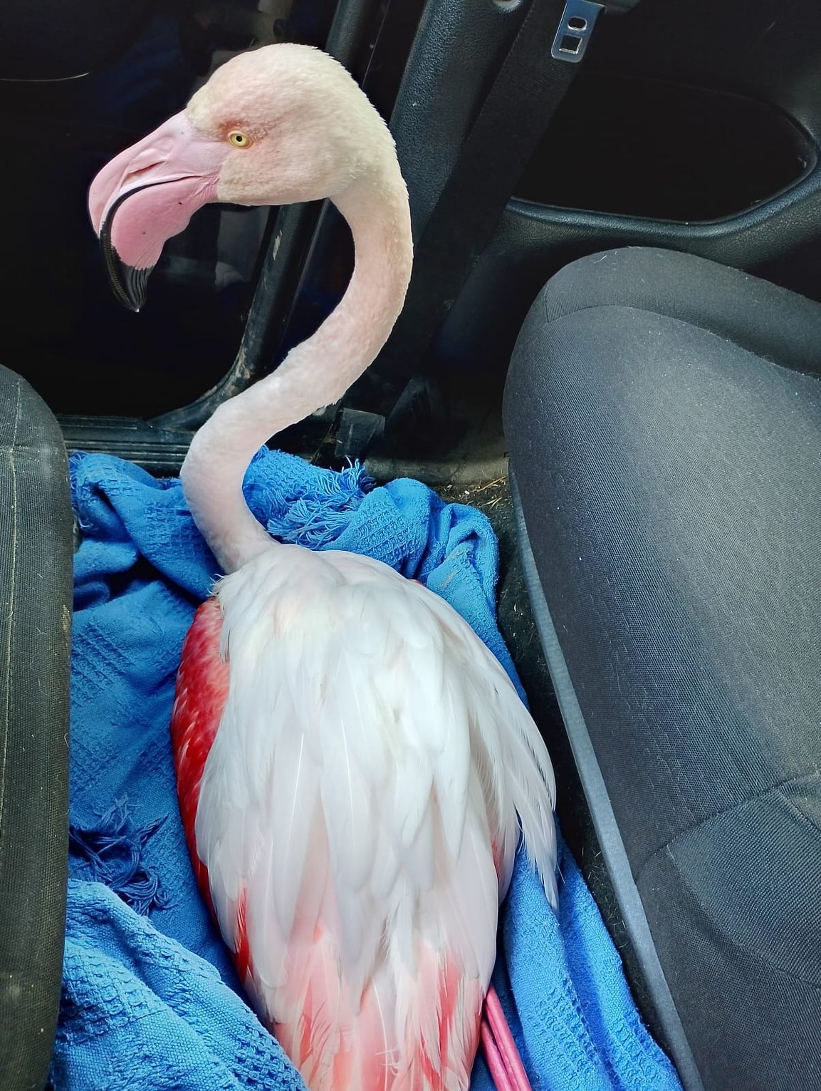 El traslado de un ejemplar de flamenco común al GREA de Cádiz.
