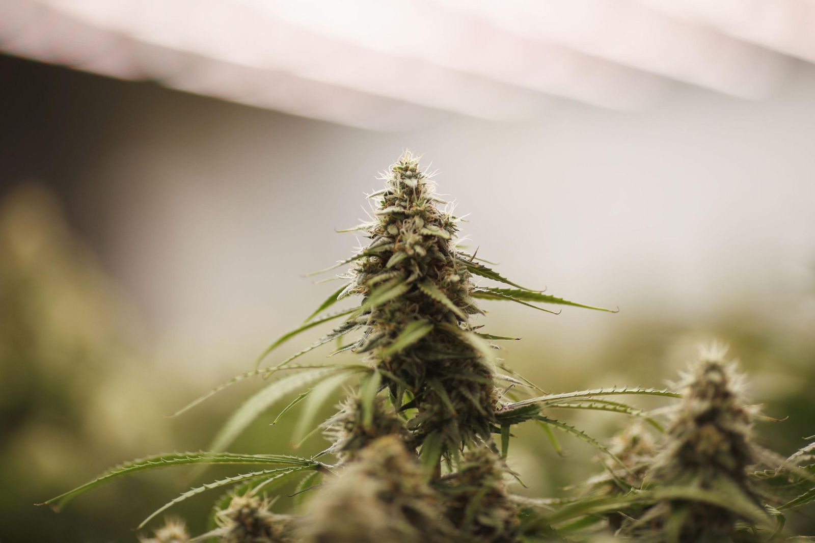 Una planta de marihuana.