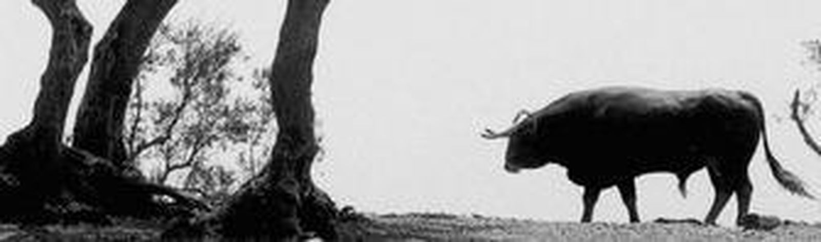 El toro Lanudo, indultado en la pasada Feria de Algeciras, en uno de los cercados de la finca El Grullo.