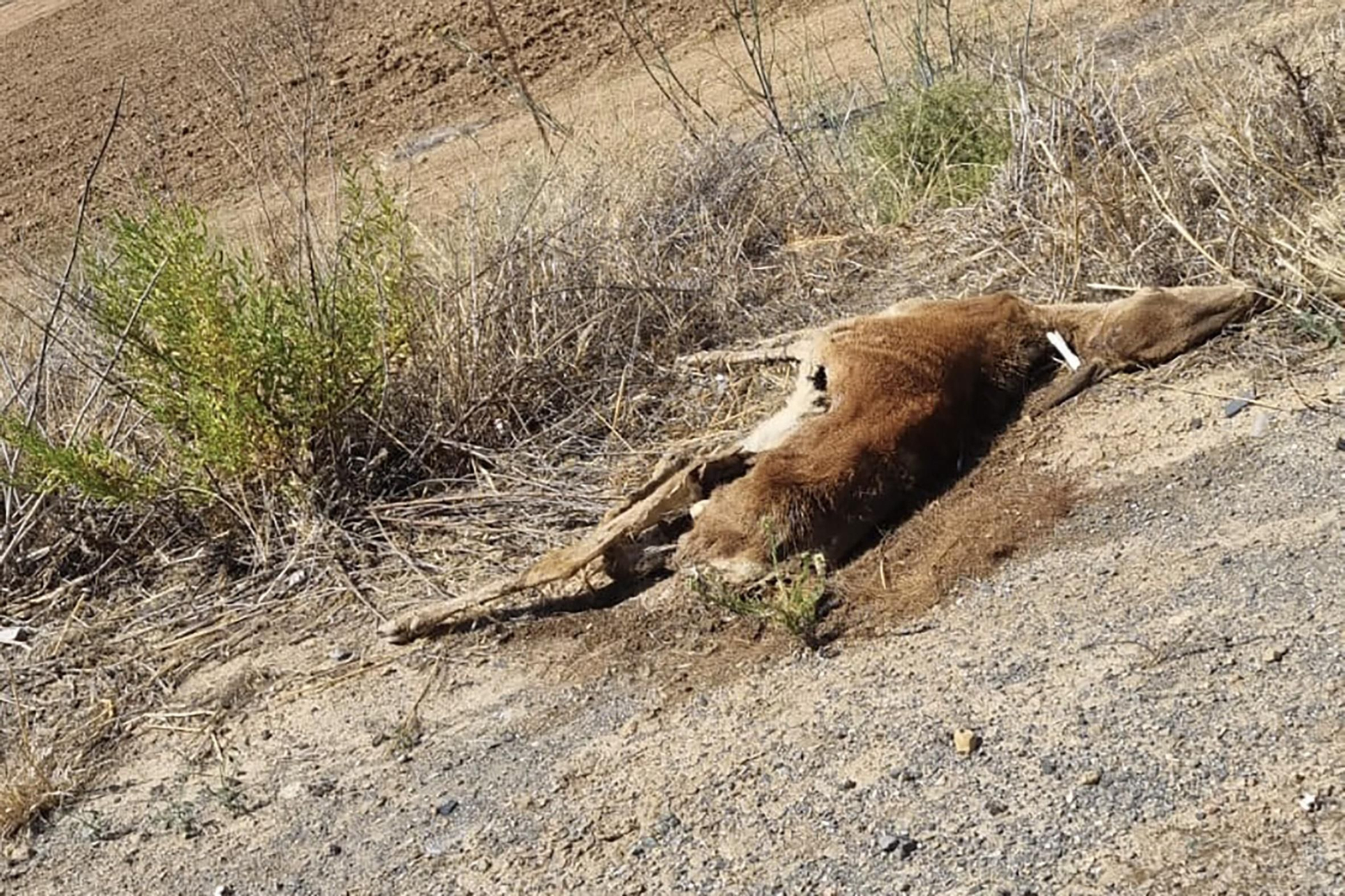 Animal muerto junto a la carretera Antequera-Archidona