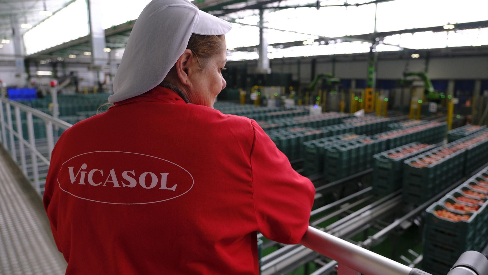 Tomates del campo almeriense para los lineales de los supermercados, en imágenes