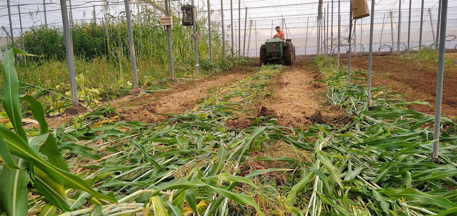 Suelo regenertivo en un invernadero.