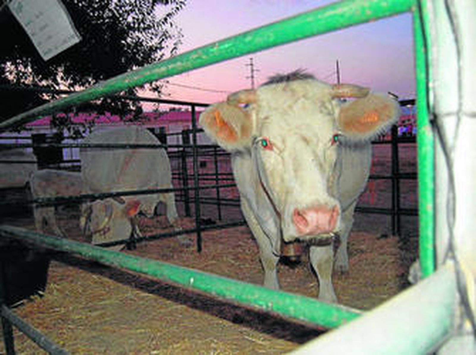 Un grupo de visitantes recorre los distintos stands en el recinto de Fegar.