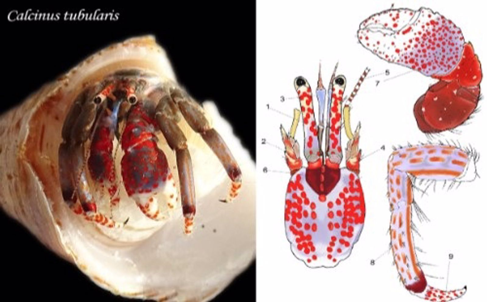 Los patrones de color, claves para identificar especies de cangrejo ermitaño
