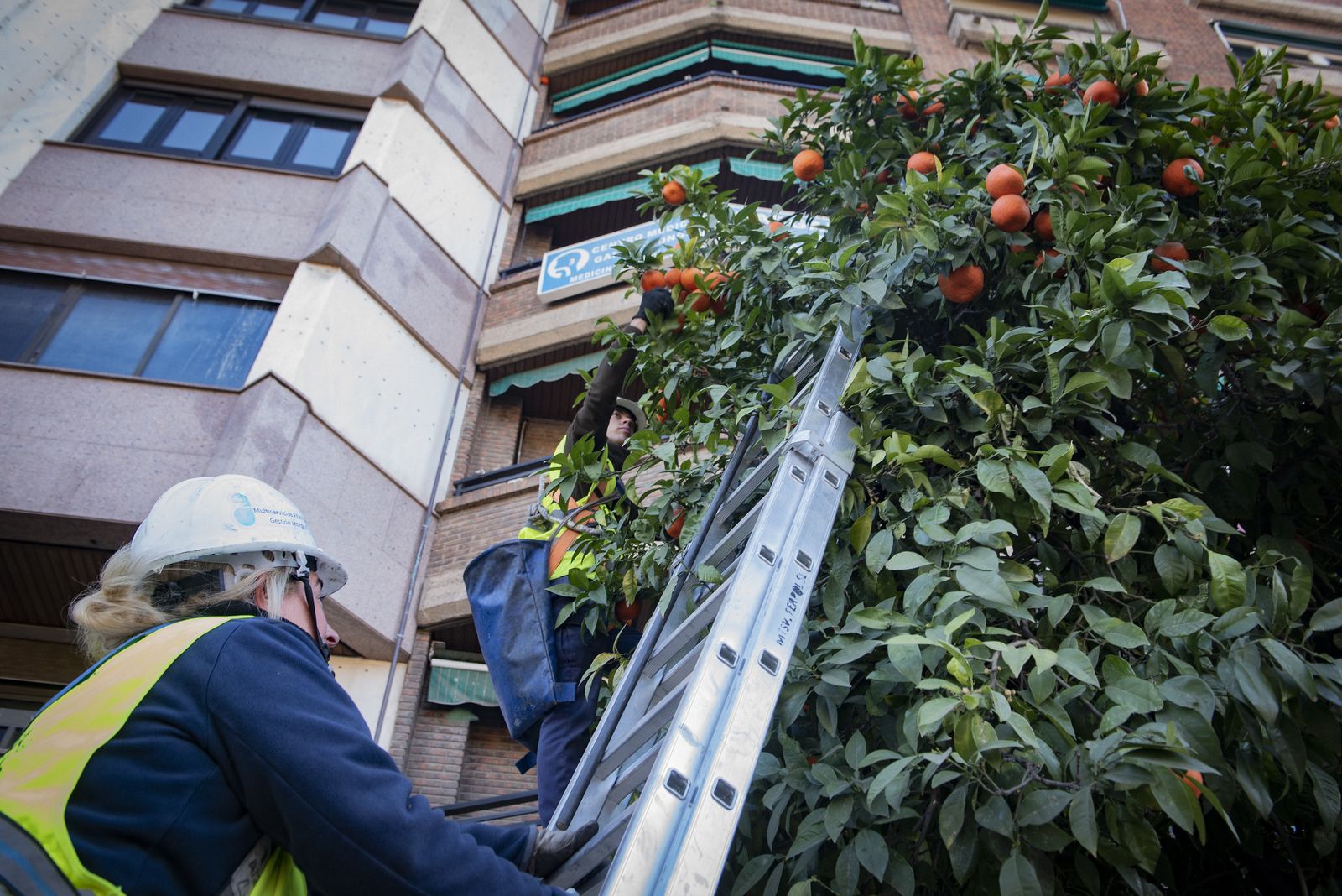 La recogida de naranja amarga en Sevilla
