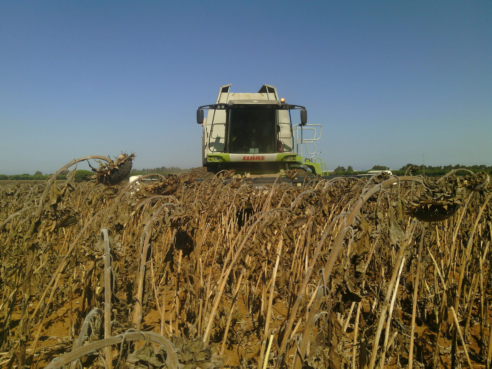 Máquina cosechando un campo de girasol. Máquina cosechando un campo de girasol.