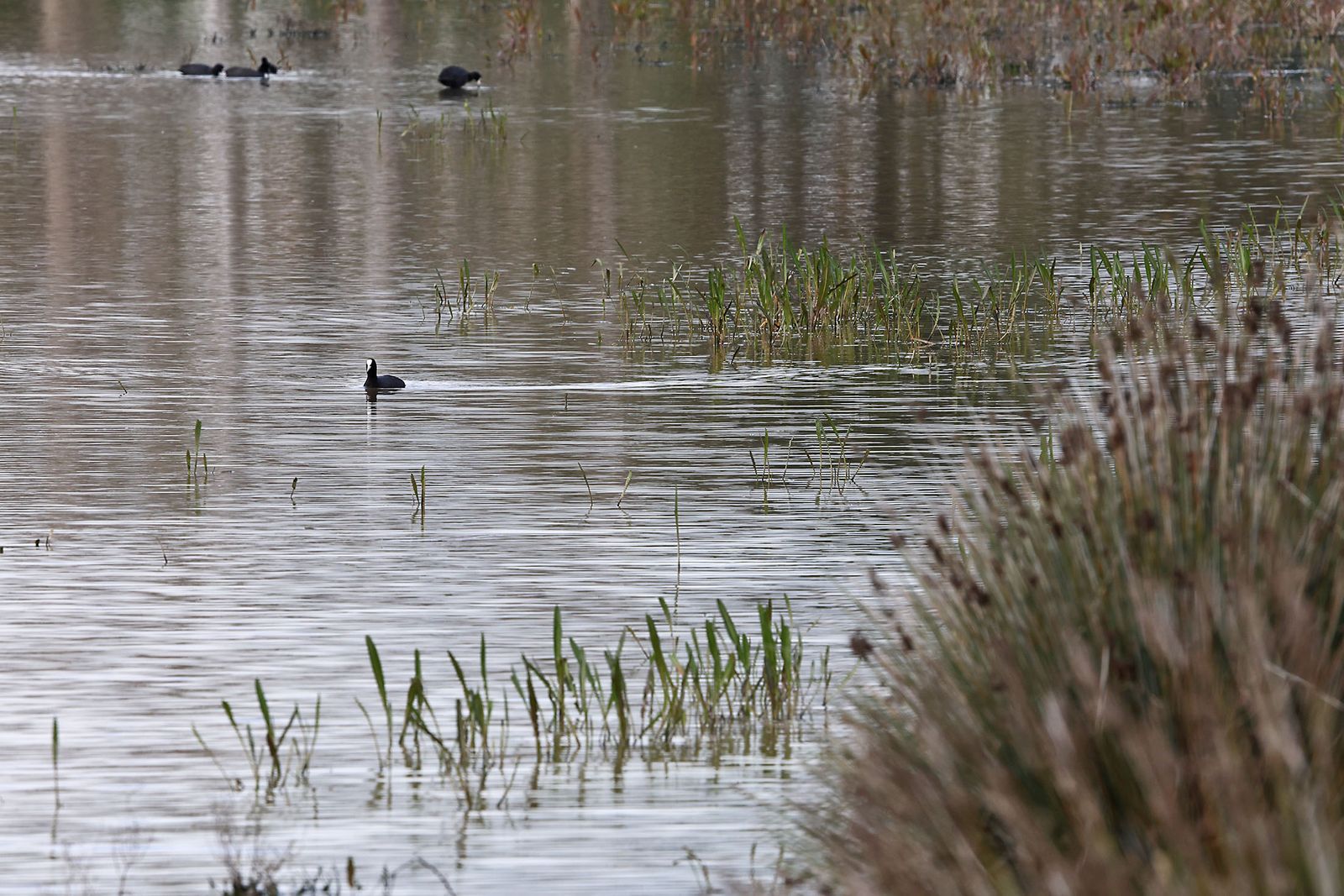 Estado actual en el que se encuentran las Marismas del Rocío tras las últimas lluvias