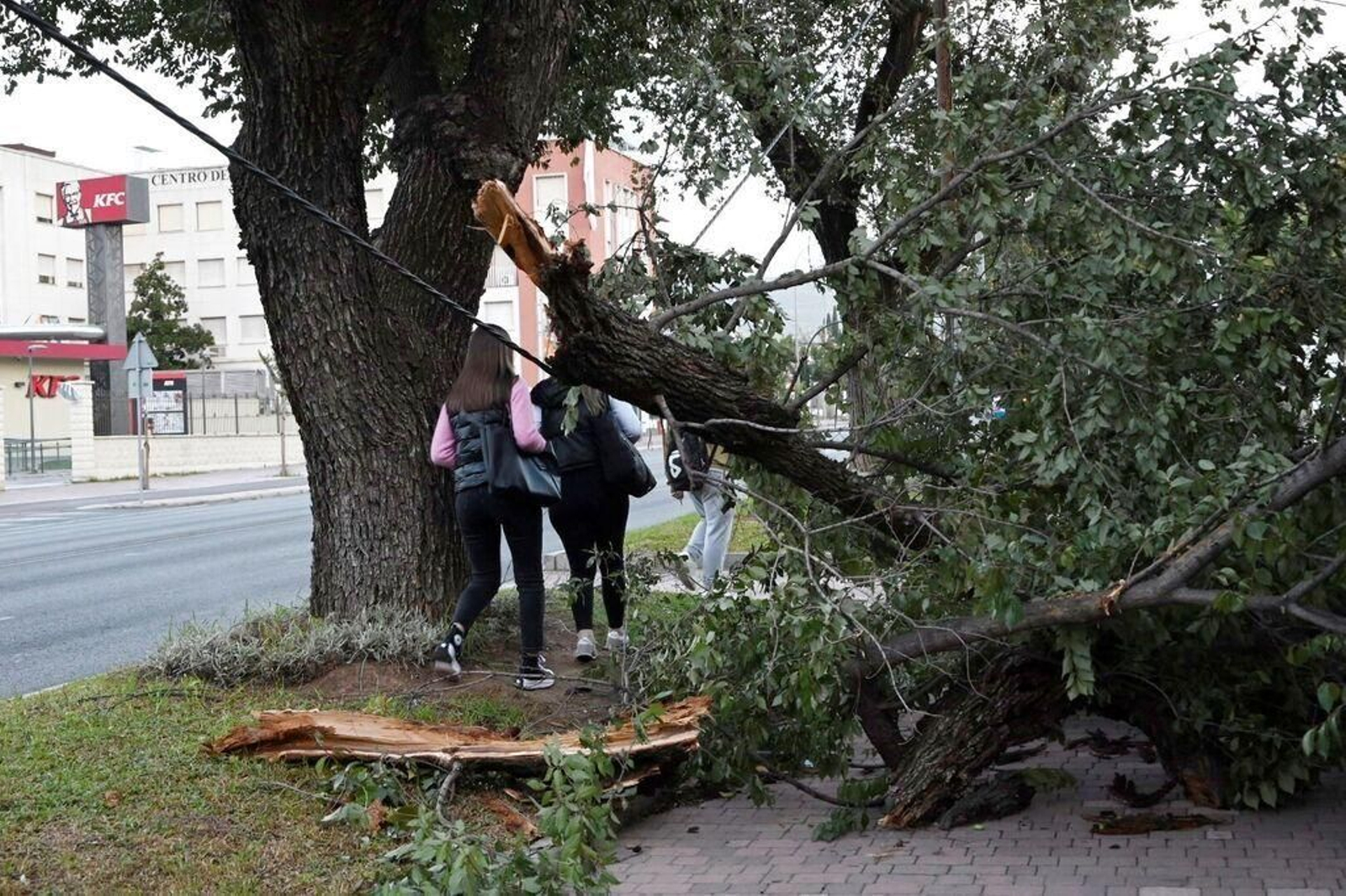 Árboles caídos tras el paso de la borrasca Bernard por Córdoba. Árboles caídos tras el paso de la borrasca Bernard por Córdoba.