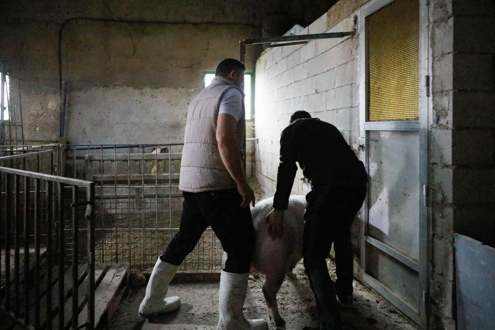 Te contamos en imágenes como son las matanzas en Chirivel