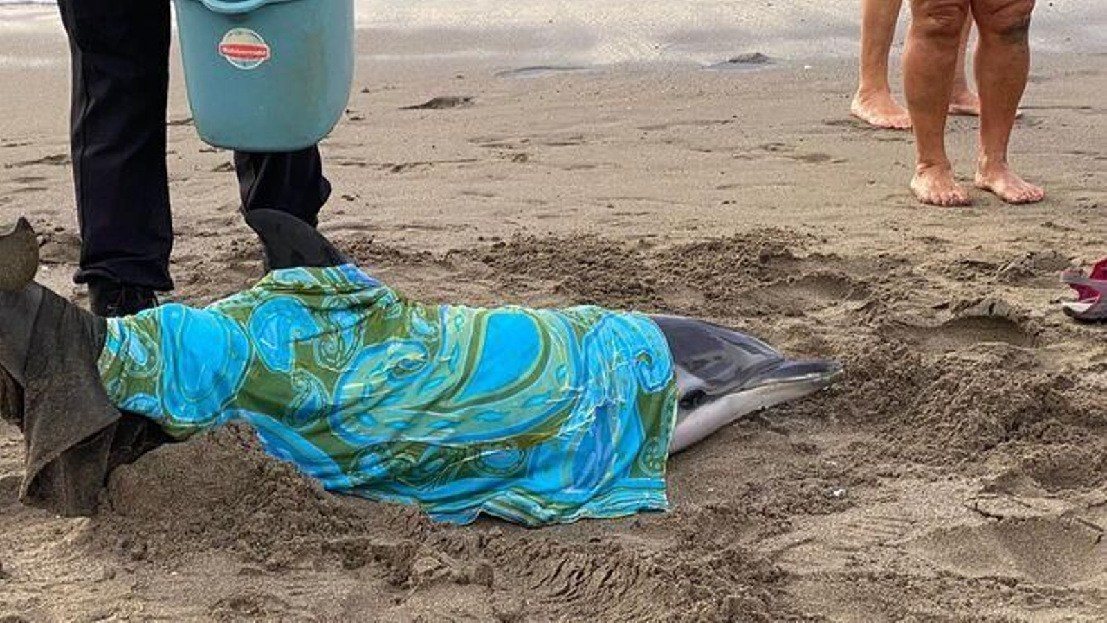 El delfín rescatado en La Misericordia